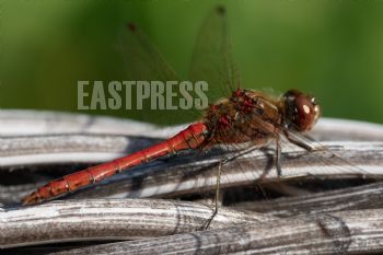 EA333778, Eastpress , Porvoo, Finland
